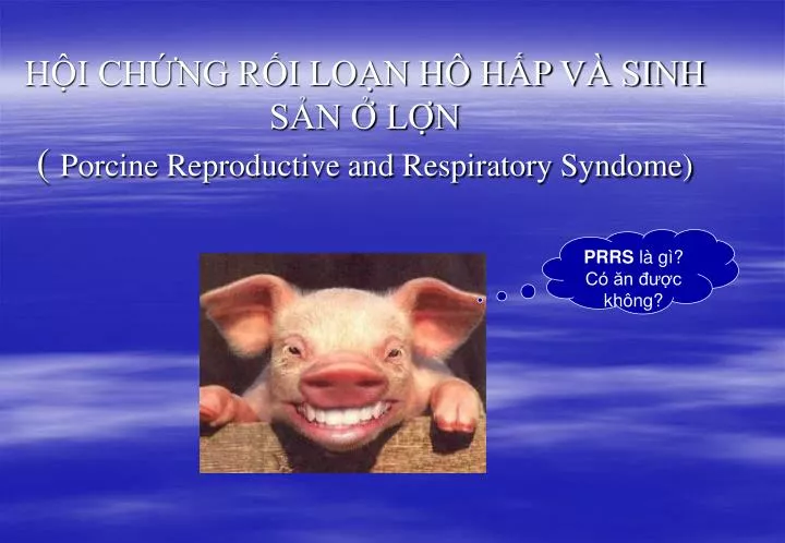 h i ch ng r i lo n h h p v sinh s n l n porcine reproductive and respiratory syndome