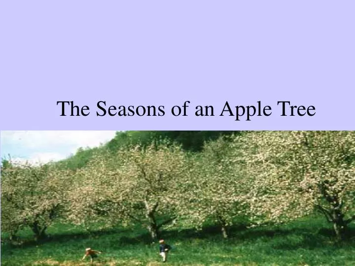 the seasons of an apple tree