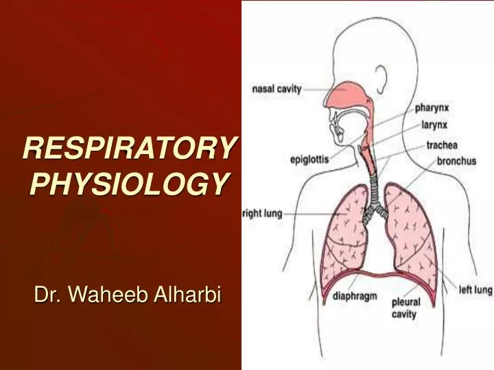 respiratory physiology dr waheeb alharbi