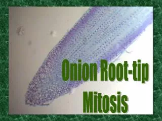 Onion Root-tip Mitosis
