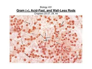 Biology 431 Gram (+), Acid-Fast, and Wall-Less Rods Chapters 25-27, 29, 44