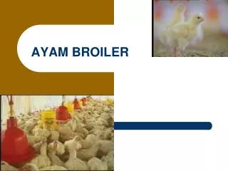 ayam broiler
