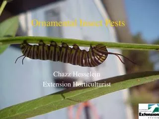 Ornamental Insect Pests