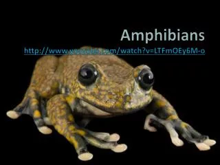 Amphibians youtube/watch?v=LTFmOEy6M-o