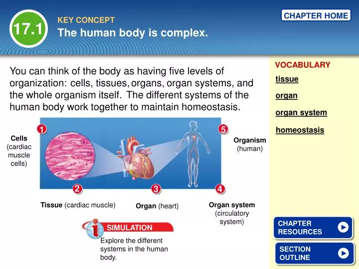 the human body is complex