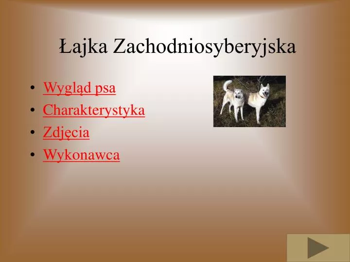 ajka zachodniosyberyjska