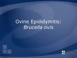Ovine Epididymitis: Brucella ovis