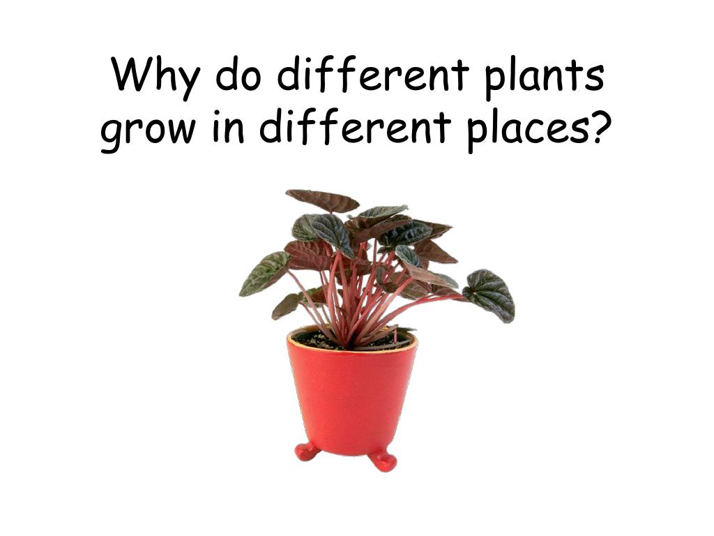 PPT - Why do different plants grow in different places? PowerPoint ...