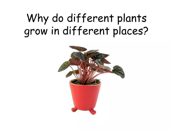 why do different plants grow in different places
