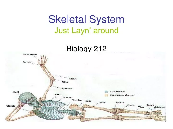 skeletal system just layn around