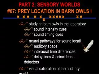 studying barn owls in the laboratory sound intensity cues sound timing cues
