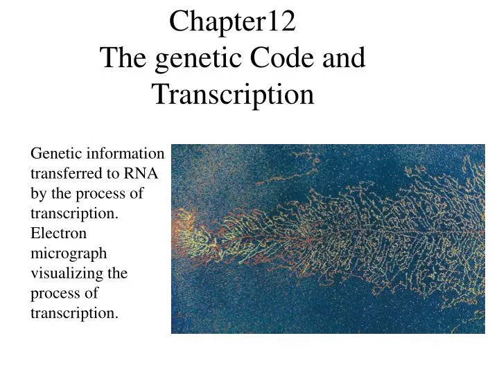 chapter12 the genetic code and transcription