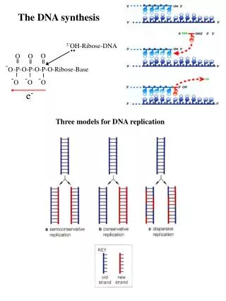 The DNA synthesis