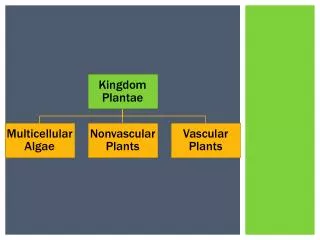 Multicellular Algae