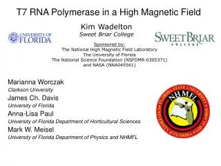 T7 RNA Polymerase in a High Magnetic Field