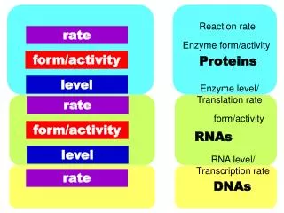 RNA level/ Transcription rate