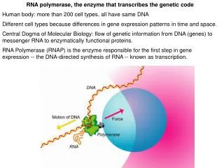 RNA polymerase, the enzyme that transcribes the genetic code
