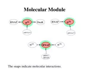 Molecular Module