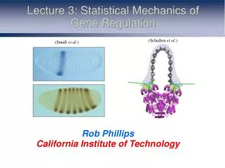Lecture 3: Statistical Mechanics of Gene Regulation