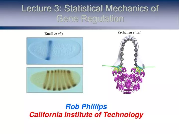 lecture 3 statistical mechanics of gene regulation