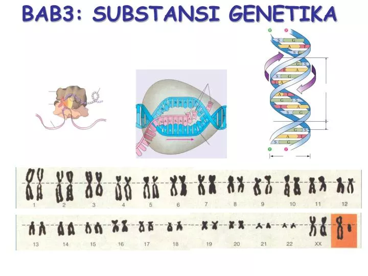 bab3 substansi genetika