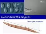 Caenorhabditis elegans - slide 1