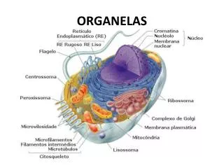 organelas