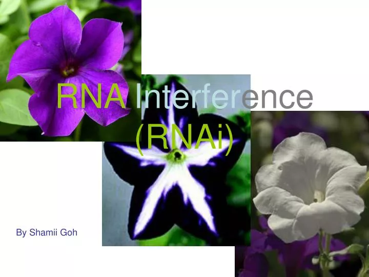 rna interfer ence rnai