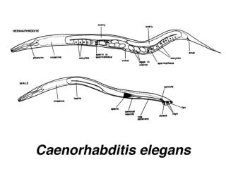 Advantages of C. elegans : 1. rapid life cycle 2. hermaphrodite 3. prolific reproduction