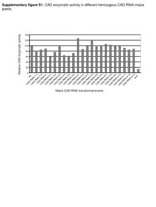 Supplementary figure S1 : CAD enzymatic activity in different hemizygous CAD-RNAi maize plants.