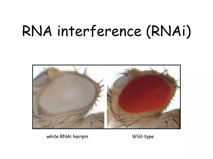 rna interference rnai