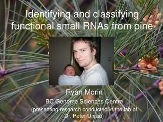 Identifying and classifying functional small RNAs from pine