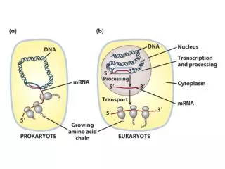 E. coli RNA Polymerase