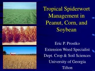 Tropical Spiderwort Management in Peanut, Corn, and Soybean