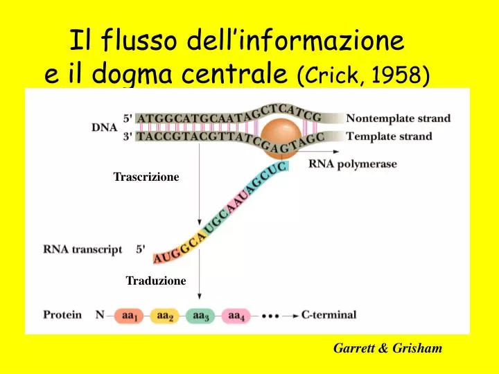 il flusso dell informazione e il dogma centrale crick 1958