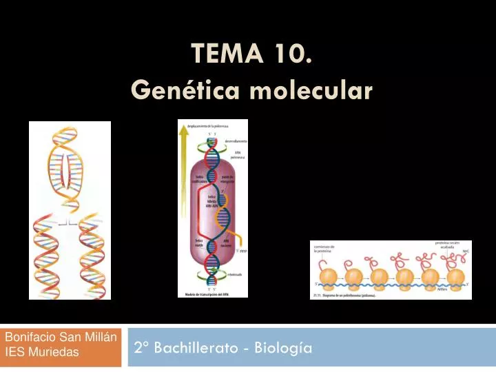 tema 10 gen tica molecular