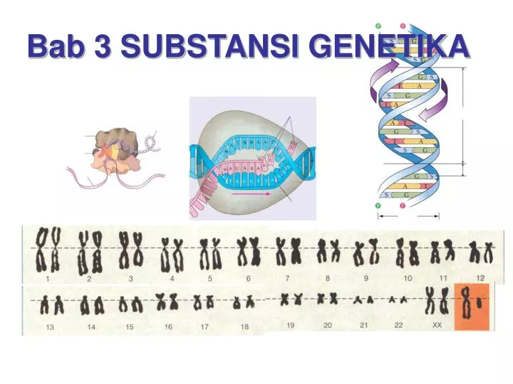 bab 3 substansi genetika