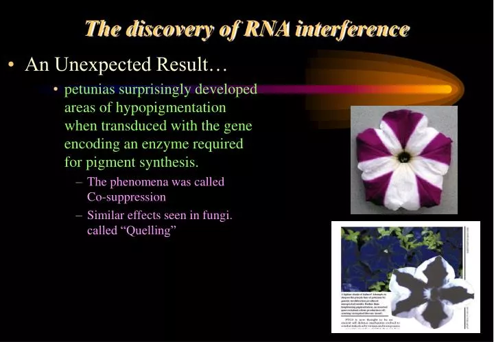 the discovery of rna interference