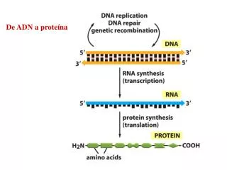 De ADN a proteína