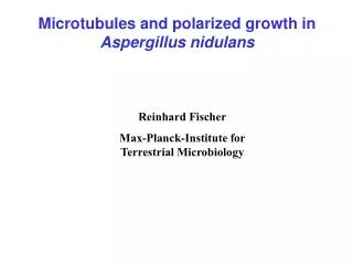 Microtubules and polarized growth in Aspergillus nidulans