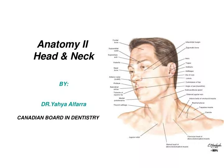 anatomy ii head neck by dr yahya alfarra canadian board in dentistry