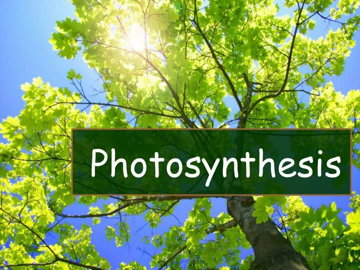 photosynthesis