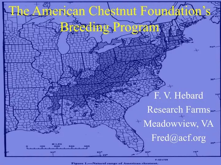 the american chestnut foundation s breeding program