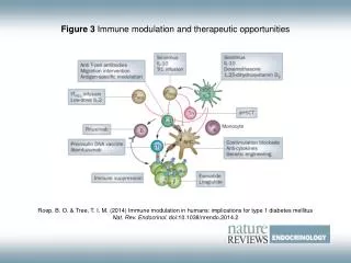 Figure 3 Immune modulation and therapeutic opportunities