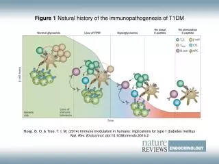 Figure 1 Natural history of the immunopathogenesis of T1DM