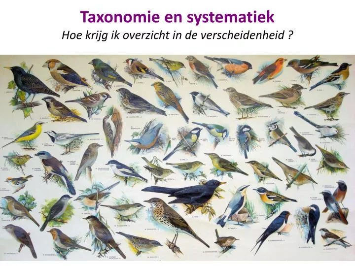 taxonomie en systematiek h oe krijg ik overzicht in de verscheidenheid