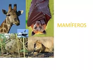 mam feros
