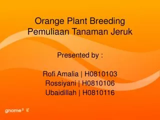 Orange Plant Breeding Pemuliaan Tanaman Jeruk