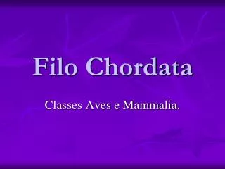 filo chordata