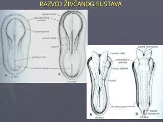 razvoj iv anog sustava